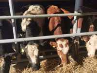 Toro, Simmental cattle — foto 3