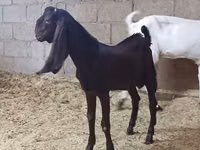 Ziege, Kamori goats — Foto 5