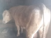 सांड, आउलियातिन नस्ल — फ़ोटो 1