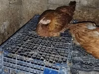 Chickens — الصورة 3