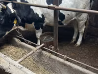 Kuh, Russian Black pied cattle — Foto 2