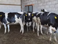 Kuh, Holstein-Rasse — Foto 5