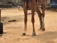 Horses (batch, sex not specified), Horses — photo 3