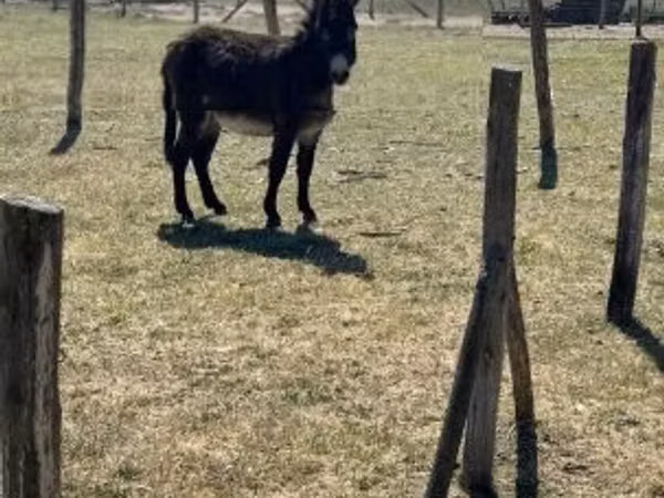 Hengst, Kerry Bog Pony