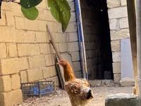 براهما — الصورة 5