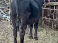 Bulle, Aberdeen-Angus — Foto 1