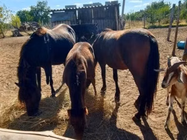 Mare, Horses