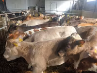 Rinder (Partie, Geschlecht nicht angegeben), Simmental cattle — Foto 4