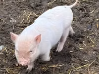 Schweine (Partie, Geschlecht nicht angegeben) — Foto 5