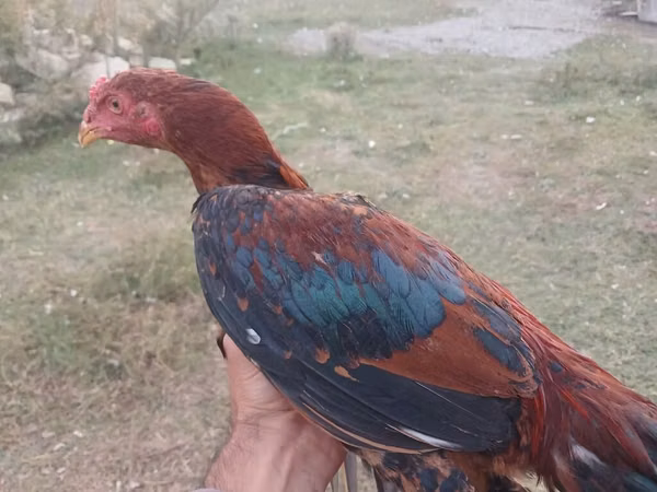 डॉमिनेंट