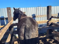 Stute, Horse breed — Foto 4