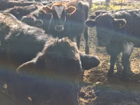 Bulle, Swiss cattle — Foto 3