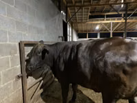 Cow, Brahman — photo 7