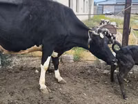 Kuh, Russian Black pied cattle — Foto 5
