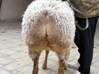 Schaf, Awassi sheep — Foto 5