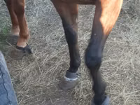فرس, Arabian horse — الصورة 8