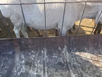 Oveja, Dorper sheep — foto 8