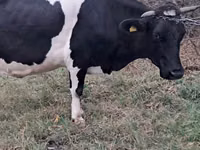 गाय, Russian Black pied cattle — फ़ोटो 2