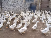 أمريكان بكين — الصورة 2