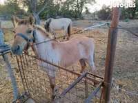 Horse (M), Welsh Cob — photo 2