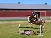 Horse (M), Pinto horses — photo 2