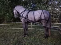 Hengst, Lipizzaner — Foto 4