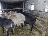 Widder, Edilbay sheep — Foto 2