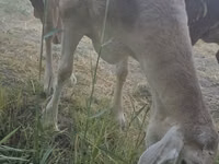Schaf, Afghan Arabi sheep — Foto 8