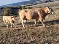 Bovinos (lote, sexo no especificado), Blonde d’Aquitane cattle — foto 3