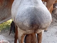 Widder, Ordabasy sheep — Foto 6