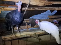 Turkeys — Foto 4