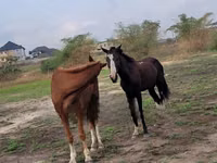 Horses (batch, sex not specified), Horses — photo 2