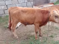 सांड, Simmental cattle — फ़ोटो 3