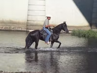 Mare, Tennessee Walking Horse — photo 6