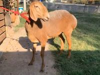 Schaf, Arashan sheep — Foto 4