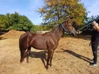 Mare, Standardbred — photo 3
