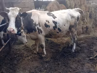 मवेशी (लॉट, लिंग निर्दिष्ट नहीं), Russian Black pied cattle — फ़ोटो 3