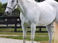 حصان, National Show Horse — الصورة 3