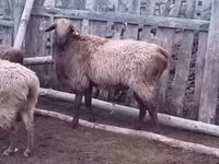 Widder, Edilbay sheep — Foto 1