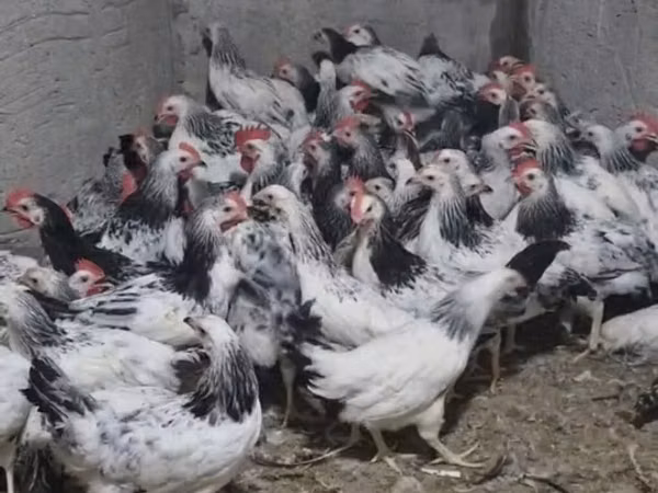Chickens