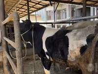 सांड, Russian Black pied cattle — फ़ोटो 1