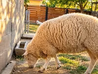 نعجة, British  Milksheep — الصورة 3