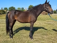 Mare, Horses — photo 1