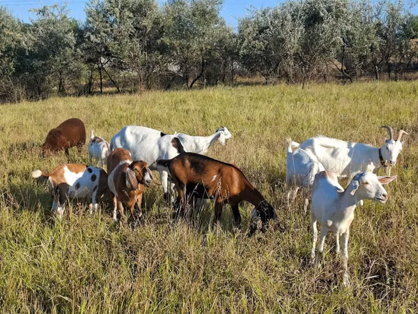 बकरी, Nubian Goat