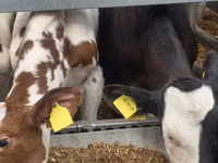 Toro, Simmental cattle — foto 5