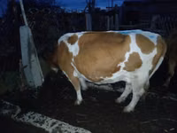 Kuh, Latvian Blue cattle — Foto 1