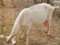 Ziege, Saanen goat — Foto 1