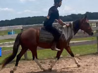 Caballo, Thoroughbred horse — foto 5
