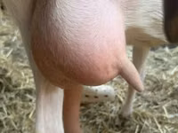 Cabra, Saanen goat — foto 6