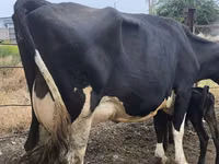 Kuh, Russian Black pied cattle — Foto 6